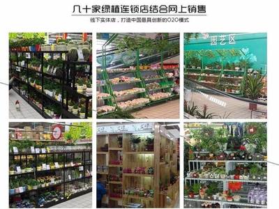 從創(chuàng)意到財富 90后小伙如何以商業(yè)思維玩轉(zhuǎn)盆景，年銷7500萬